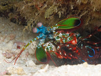 Previous